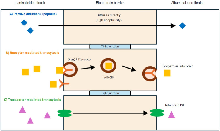 Exploring neuropharmacokinetics: mechanisms, models, and clinical implications.