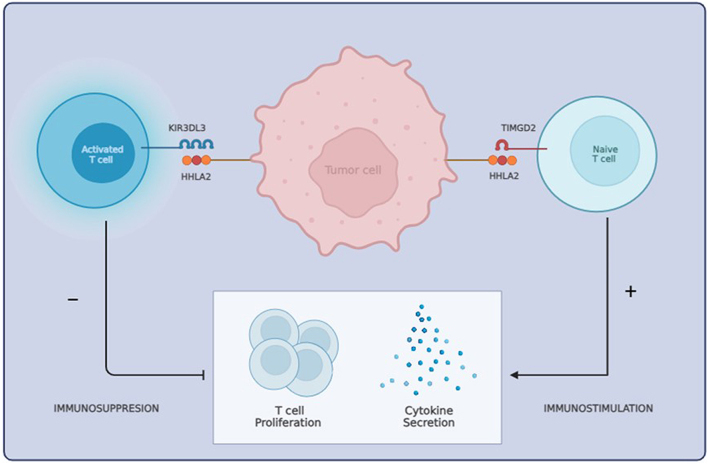 HHLA2: a potential biomarker and therapeutic target in endocrine-related cancer.