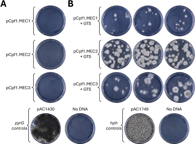 A CRISPR Cas12a/Cpf1 strategy to facilitate robust multiplex gene editing in Aspergillus Niger.
