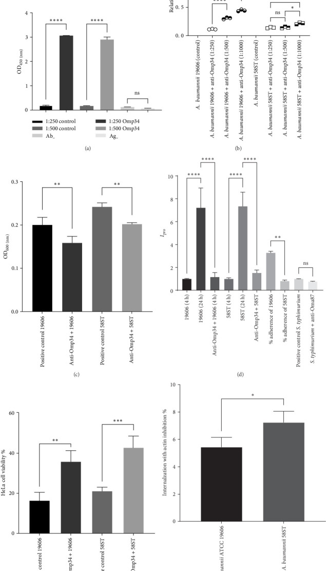 Omp34-Mediated <i>Acinetobacter baumannii</i> Invasion of Human Cervical Carcinoma Epithelial, HeLa Cells, and the Influence of Anti-Omp34 Antibodies.