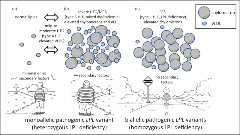What is the phenotype of heterozygous lipoprotein lipase deficiency?