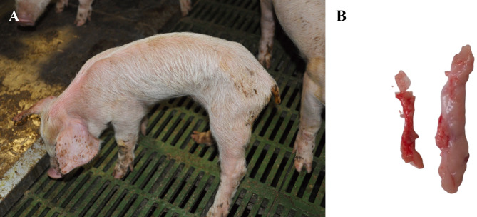 Periweaning failure to thrive syndrome (PFTS): A growing concern in swine health.