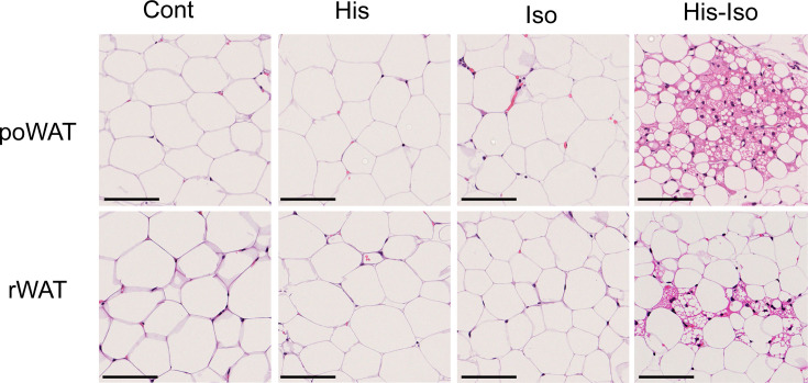 Histidine and soy isoflavones co-ingestion induces browning of white adipose tissue and promotes lipolysis in female rats.