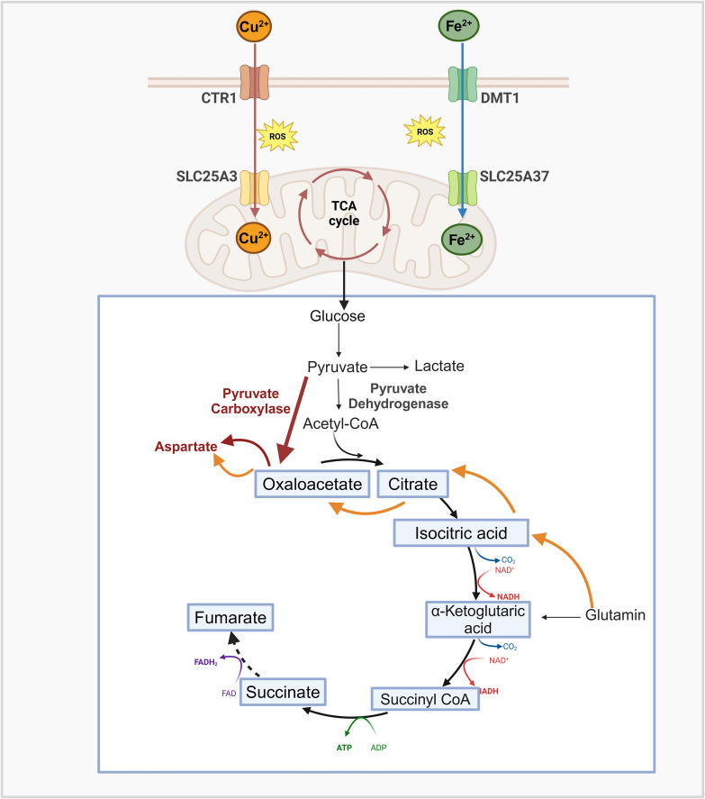 SDH defective cancers: molecular mechanisms and treatment strategies.