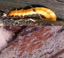 Supercooling of Alaskan Beetle Larvae as a Winter Survival Strategy.