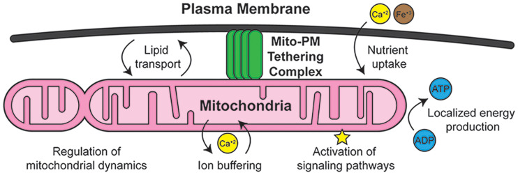 Mitochondria-Plasma Membrane Contact Sites: Emerging Regulators of Mitochondrial Form and Function.