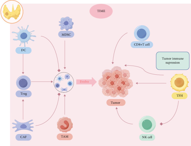 Research Progress on the Immunological Correlation Between Papillary Thyroid Carcinoma and Hashimoto's Thyroiditis.