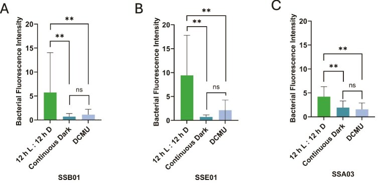 Photosynthetic dependence and filament production in physical bacterial-Symbiodiniaceae interactions.
