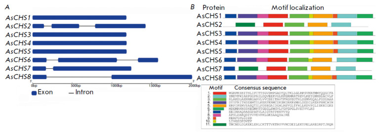 Identification of Chalcone Synthase Genes from Garlic (Allium sativum L.) and Their Expression Levels in Response to Stress Factors.