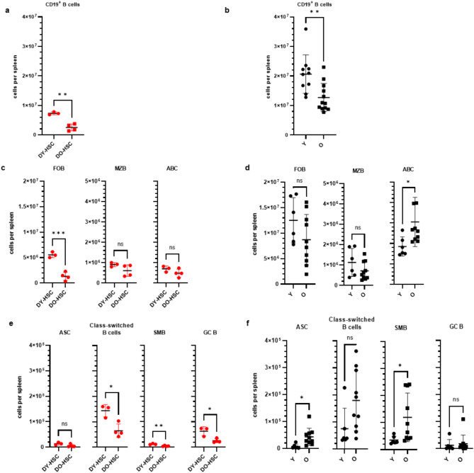 Old hematopoietic stem cells retain competence to reconstitute a youthful B cell system that is highly responsive to protein-based vaccination.