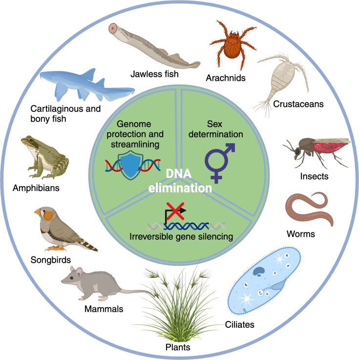 Functions and mechanisms of eukaryotic RNA-guided programmed DNA elimination.