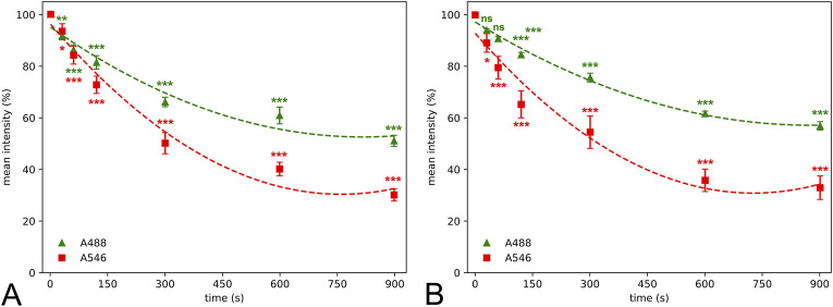 Photobleaching alters the morphometric analysis of fluorescently labeled neurons and microglial cells.