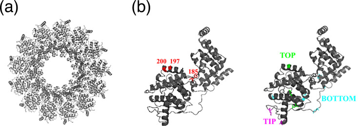 A region of mumps virus nucleoprotein affects defective interfering particle production.