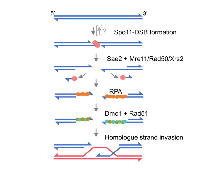 Spo11: from topoisomerase VI to meiotic recombination initiator.