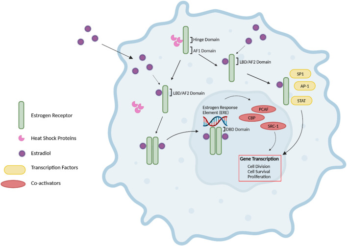 Treating ER-positive breast cancer: a review of the current FDA-approved SERMs and SERDs and their mechanisms of action.