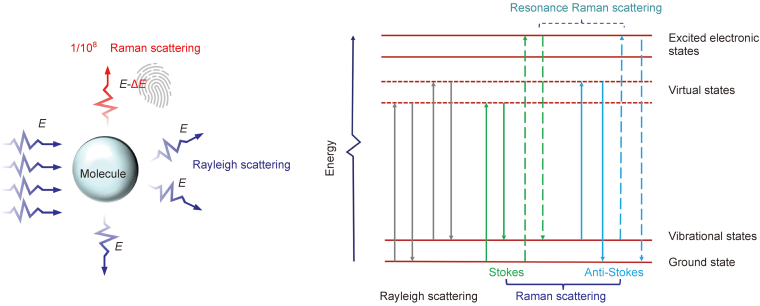 Raman analysis of lipids in cells: Current applications and future prospects.