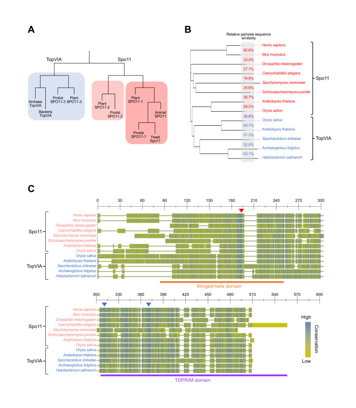Spo11: from topoisomerase VI to meiotic recombination initiator.