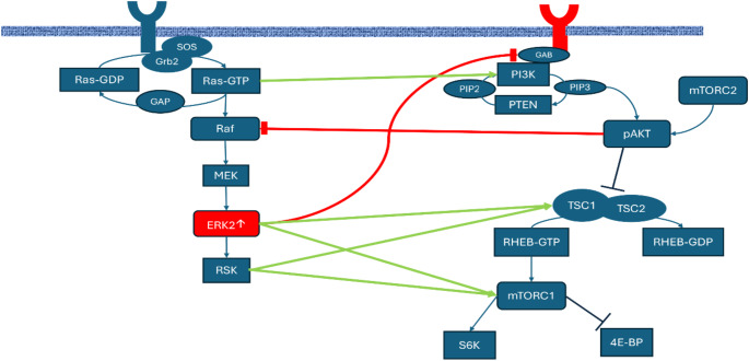 A Novel Description of Immunodeficiency and Immune Dysregulation in a 14-Year-Old Girl with Noonan Syndrome 13.