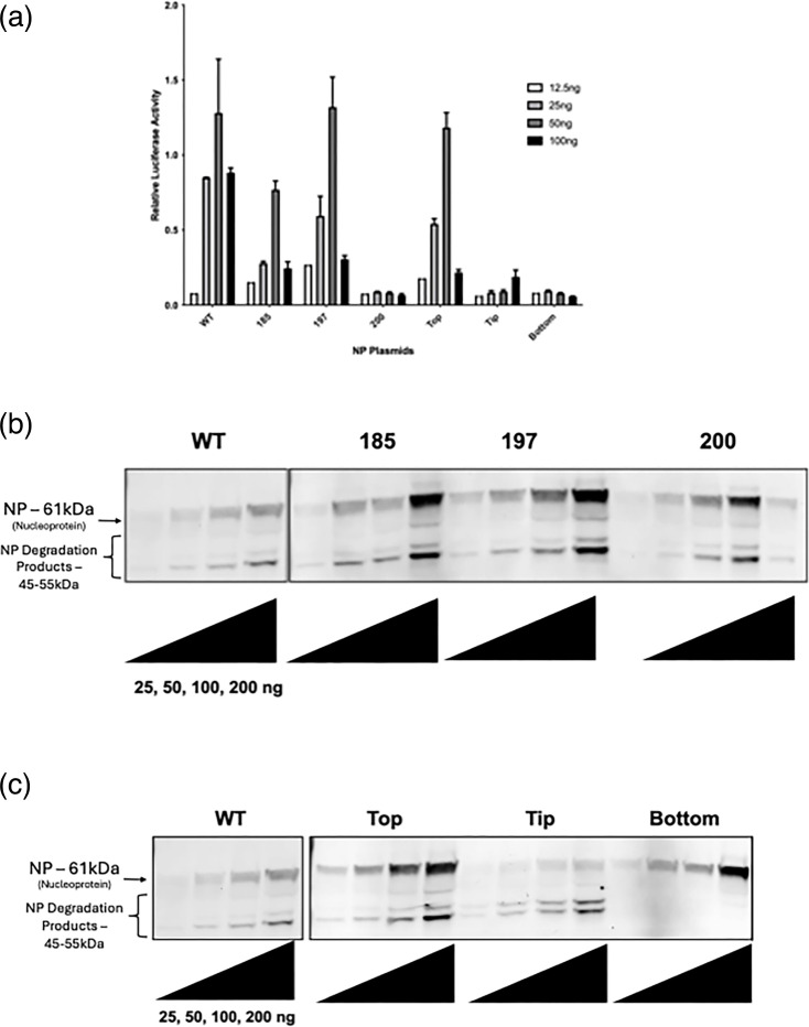A region of mumps virus nucleoprotein affects defective interfering particle production.