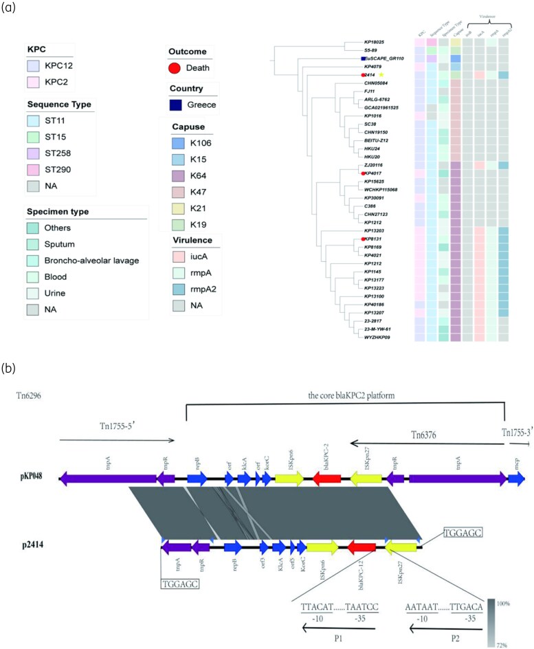 Case of <i>bla<sub>KPC-12</sub></i> -carrying hypervirulent <i>Klebsiella pneumoniae</i> from bloodstream infection in China.