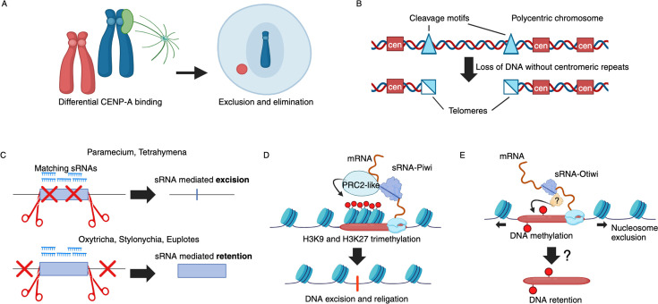 Functions and mechanisms of eukaryotic RNA-guided programmed DNA elimination.