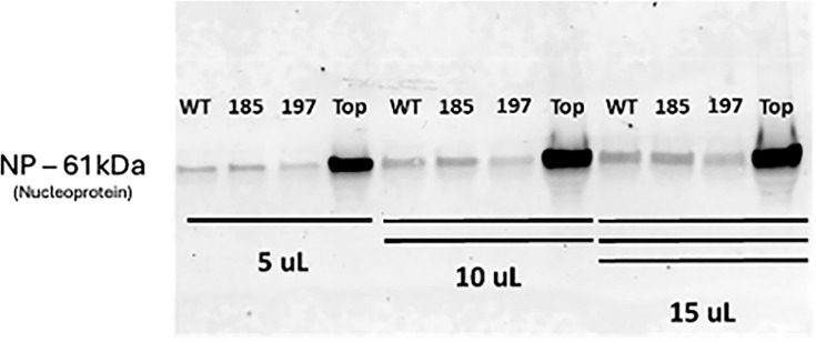 A region of mumps virus nucleoprotein affects defective interfering particle production.