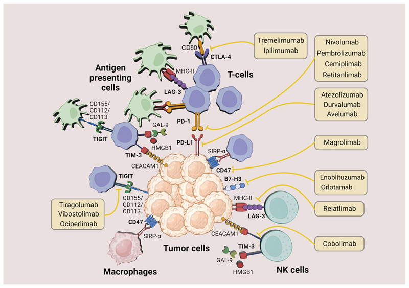 Improving immunotherapy for the treatment of hepatocellular carcinoma: learning from patients and preclinical models.
