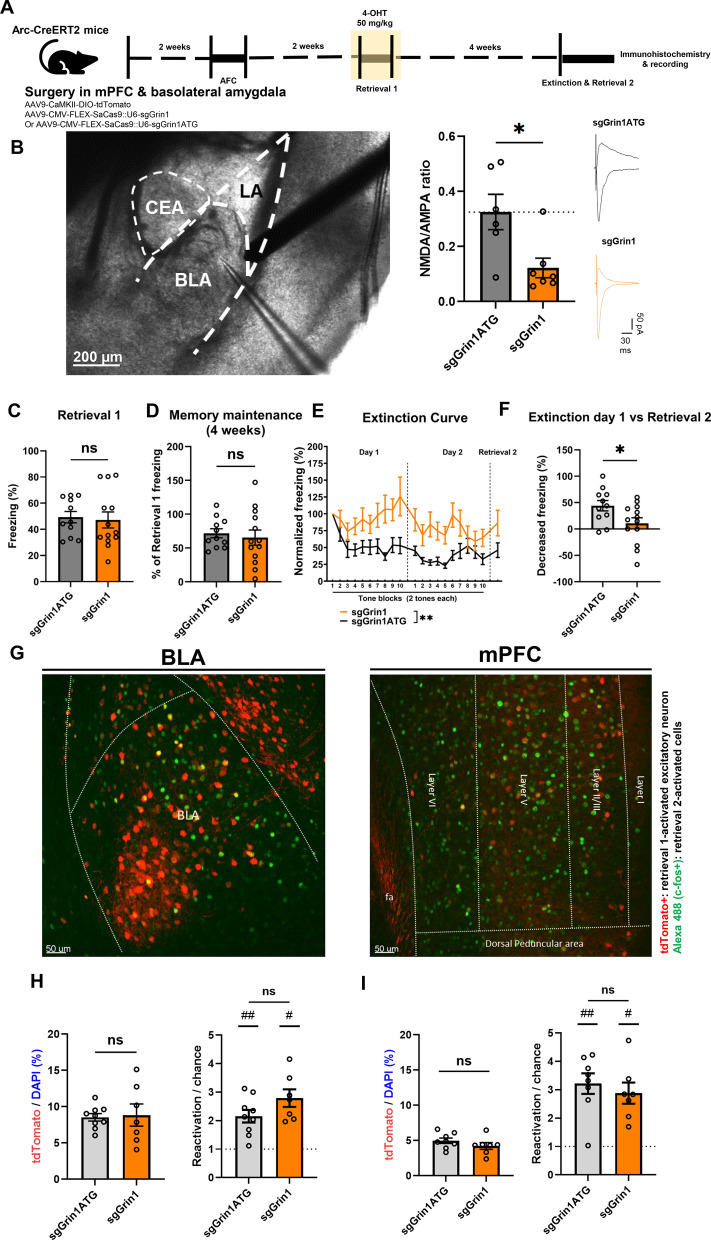 Targeted NMDA receptor knockdown in recall-activated neuronal ensembles impairs remote fear extinction.