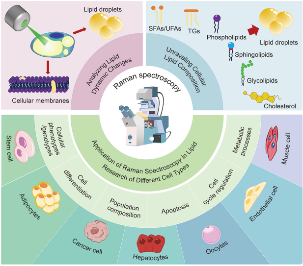 Raman analysis of lipids in cells: Current applications and future prospects.