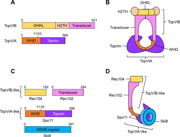 Spo11: from topoisomerase VI to meiotic recombination initiator.