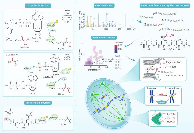 Lactylation in cancer: Unveiling new layers of complexity.
