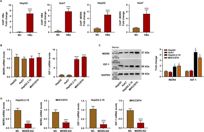 HBx/WDR5 enhances IGF-1 transcription in hepatocellular carcinoma cells and promotes recruitment, infiltration, and activity of Treg cells.