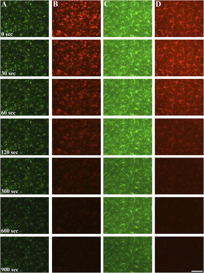 Photobleaching alters the morphometric analysis of fluorescently labeled neurons and microglial cells.