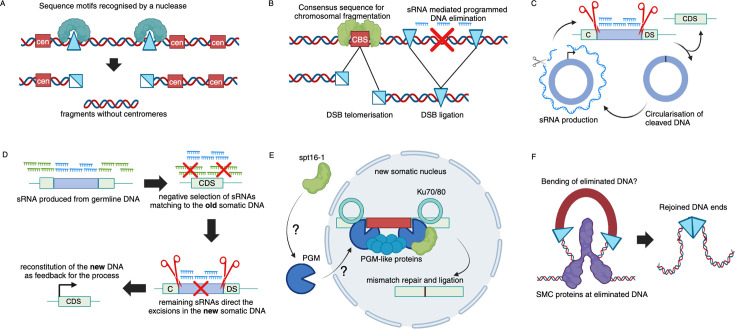 Functions and mechanisms of eukaryotic RNA-guided programmed DNA elimination.
