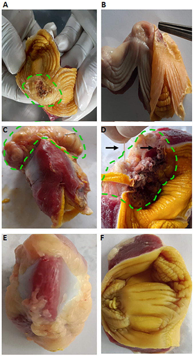 <i>Cheilospirura hamulosa</i> (Nematoda: Acuariidae) infection in indigenous chickens in Bangladesh: epidemiology, pathology and anthelmintic efficacy.