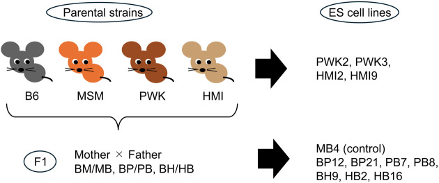 Enhancing the neural differentiation capabilities of genetically asymmetric mouse F1 hybrid embryonic stem cell lines.