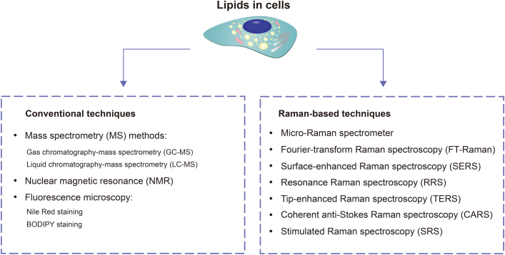 Raman analysis of lipids in cells: Current applications and future prospects.