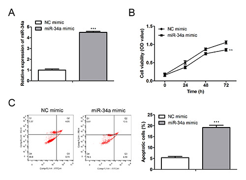Cancer cell-derived exosomal miR-34a inhibits the malignant progression of pancreatic adenocarcinoma cells by restraining the M2 polarization of macrophages.