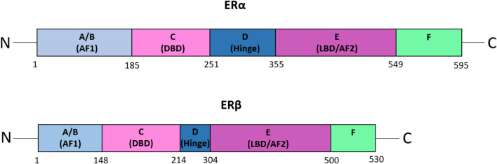 Treating ER-positive breast cancer: a review of the current FDA-approved SERMs and SERDs and their mechanisms of action.