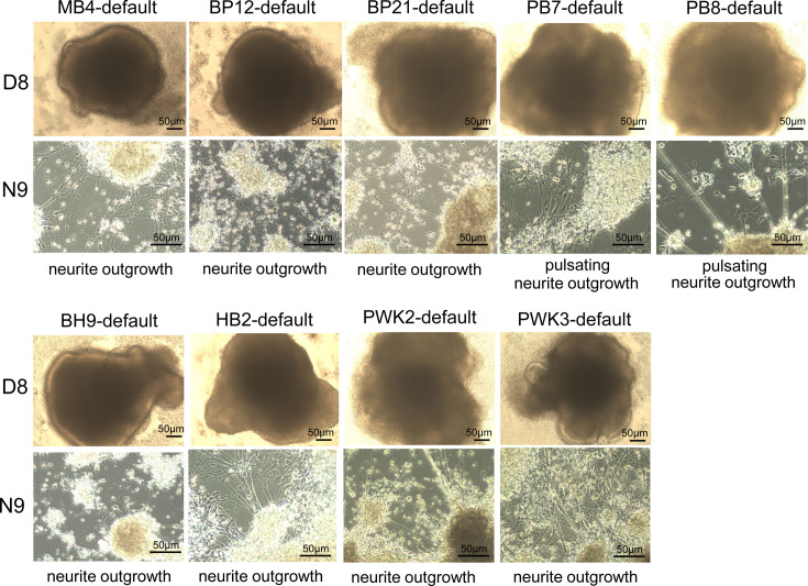 Enhancing the neural differentiation capabilities of genetically asymmetric mouse F1 hybrid embryonic stem cell lines.