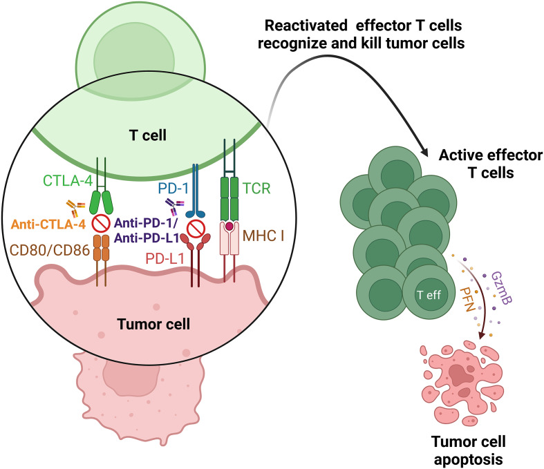 Unraveling Th subsets: insights into their role in immune checkpoint inhibitor therapy.