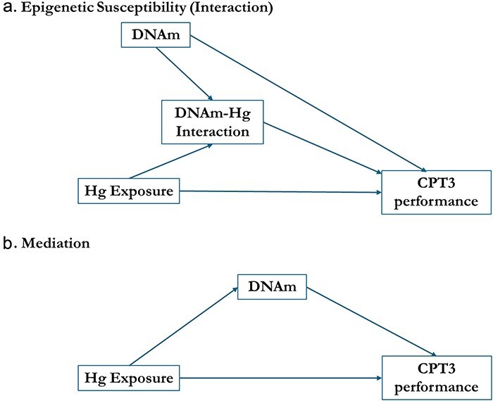 Interaction of mercury exposure and DNA methylation with sustained attention in children in a novel analysis of epigenetic susceptibility.