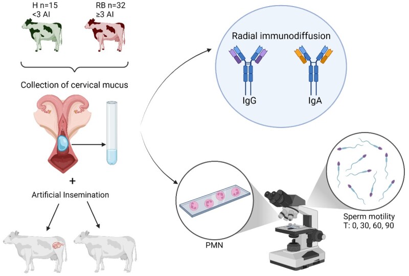 An approach to Repeat Breeder Syndrome. Cervical mucus immunoglobulin content does not alter sperm motility.