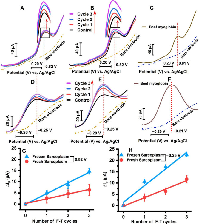 Electrochemical Measurement of Freeze-Thaw Cycle Impact on Sarcoplasmic Oxidation in Beef.