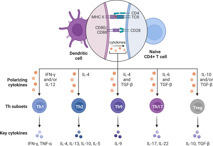 Unraveling Th subsets: insights into their role in immune checkpoint inhibitor therapy.