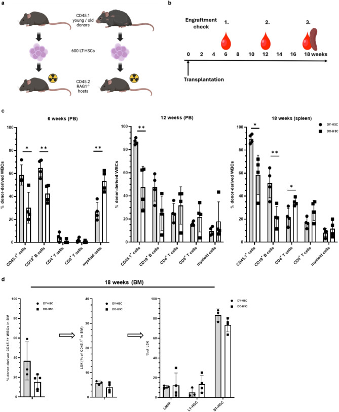 Old hematopoietic stem cells retain competence to reconstitute a youthful B cell system that is highly responsive to protein-based vaccination.