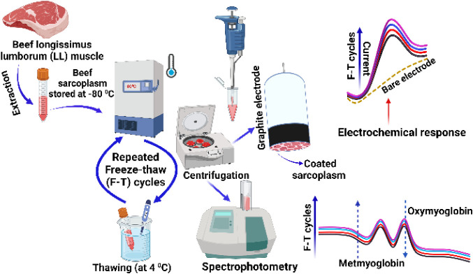 Electrochemical Measurement of Freeze-Thaw Cycle Impact on Sarcoplasmic Oxidation in Beef.