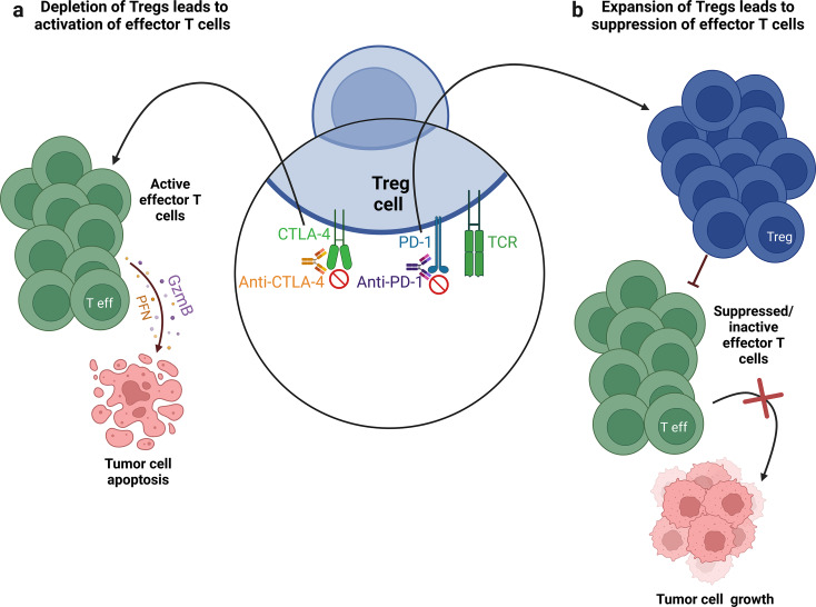 Unraveling Th subsets: insights into their role in immune checkpoint inhibitor therapy.