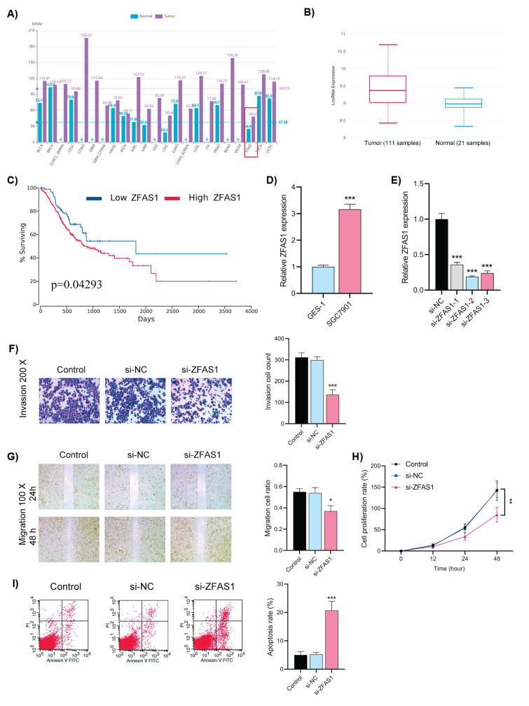 SP1-Induced LncRNA ZFAS1 Contributes to Cell Proliferation and Migration in Gastric Cancer through AKT/mTOR Signaling.