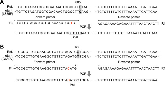 Development of DNA markers for assisted selection of cassava resistant to cassava mosaic disease (CMD).